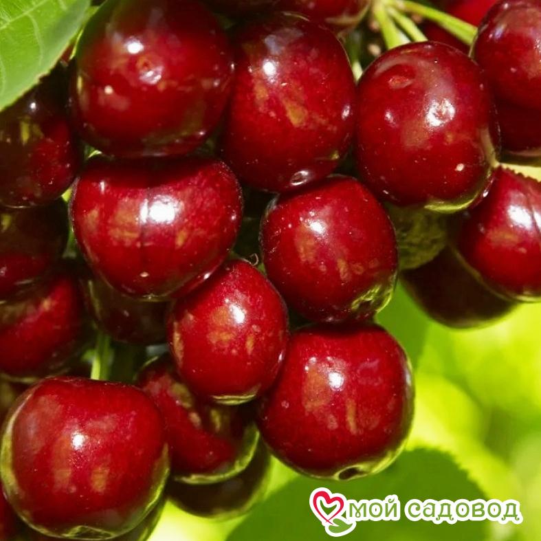 Вишня Шалунья