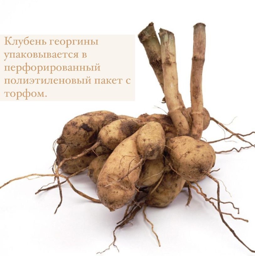 Георгина ОТТО ТРИЛЬ