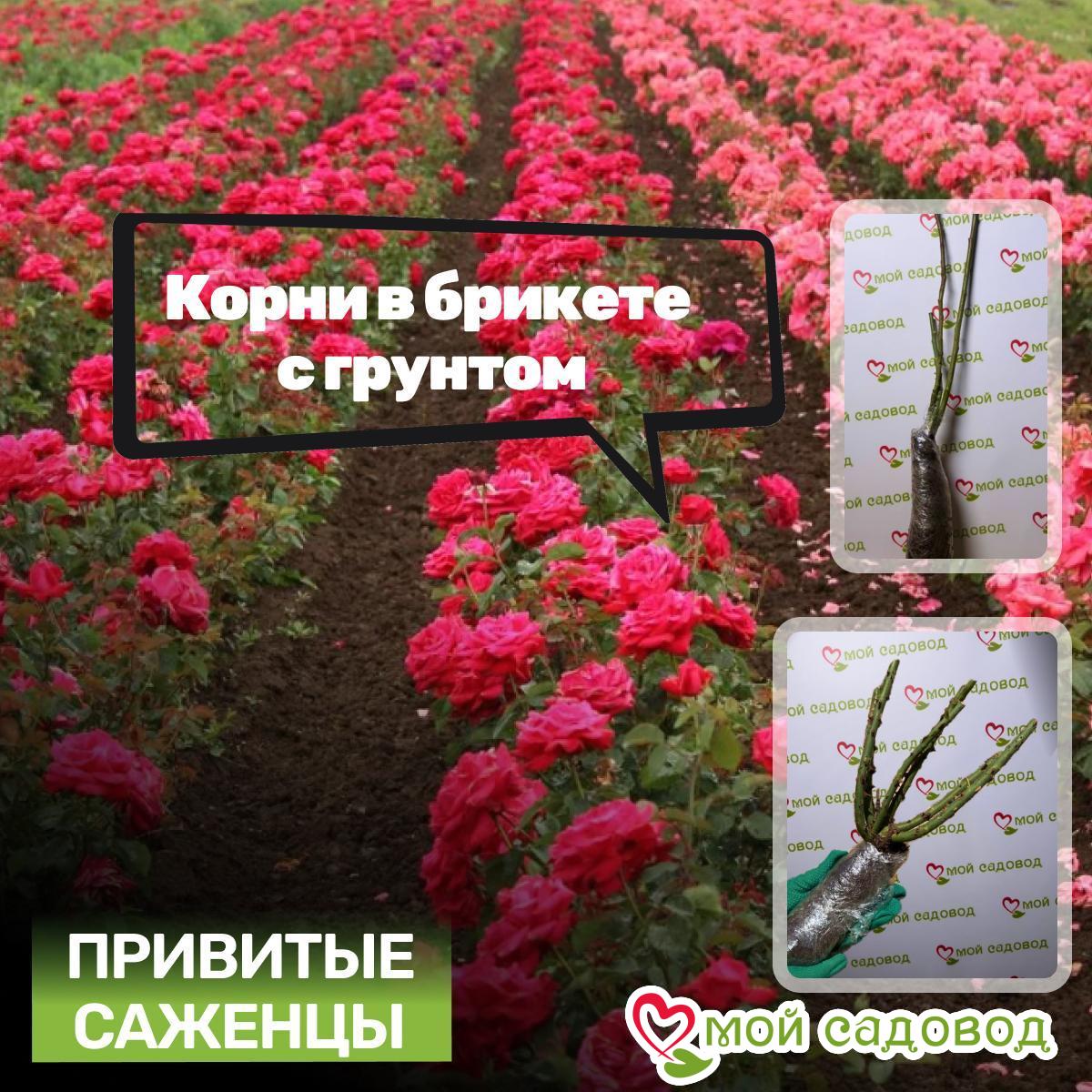 Роза плетистая Розовый Свет