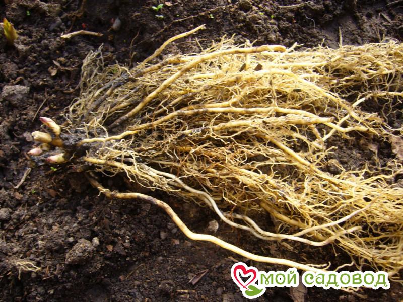 Флокс Прованс